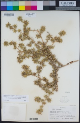 Centromadia parryi subsp. congdonii image