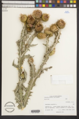 Onopordum acanthium subsp. acanthium image