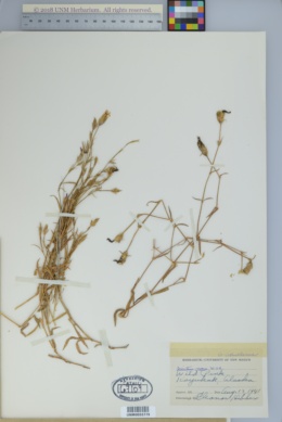 Image of Dianthus repens