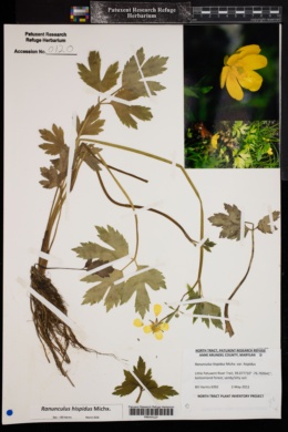 Image of Ranunculus carolinianus