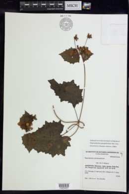 Stigmaphyllon jatrophifolium image