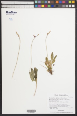 Image of Dodecatheon alpinum