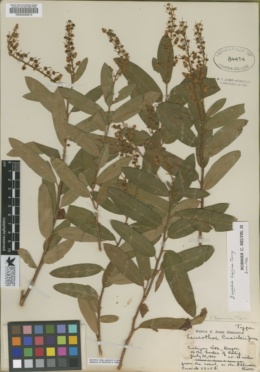 Leucothoe davisiae image