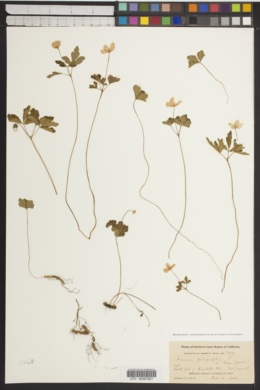 Anemone quinquefolia var. grayi image