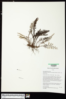 Adenophorus tamariscinus var. tamariscinus image