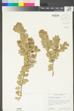Arctostaphylos edmundsii image
