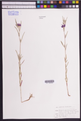 Image of Clarkia purpurea