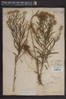 Image of Euthamia gymnospermoides
