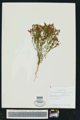 Image of Centaurium beyrichii