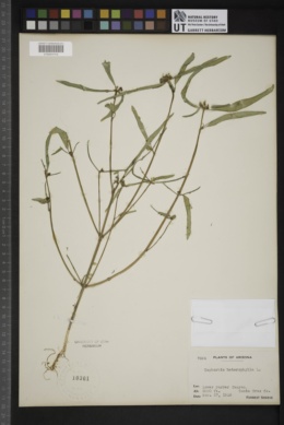 Euphorbia terracina image