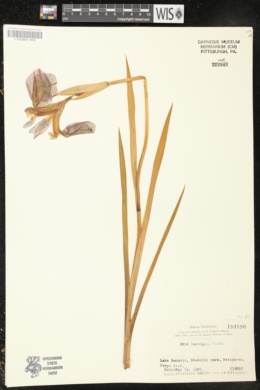 Iris laevigata image