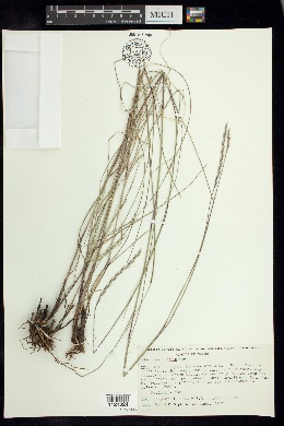 Image of Elionurus ciliaris