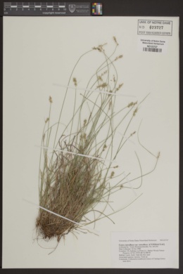 Carex retroflexa var. retroflexa image