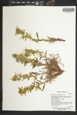 Oreocarya semiglabra image