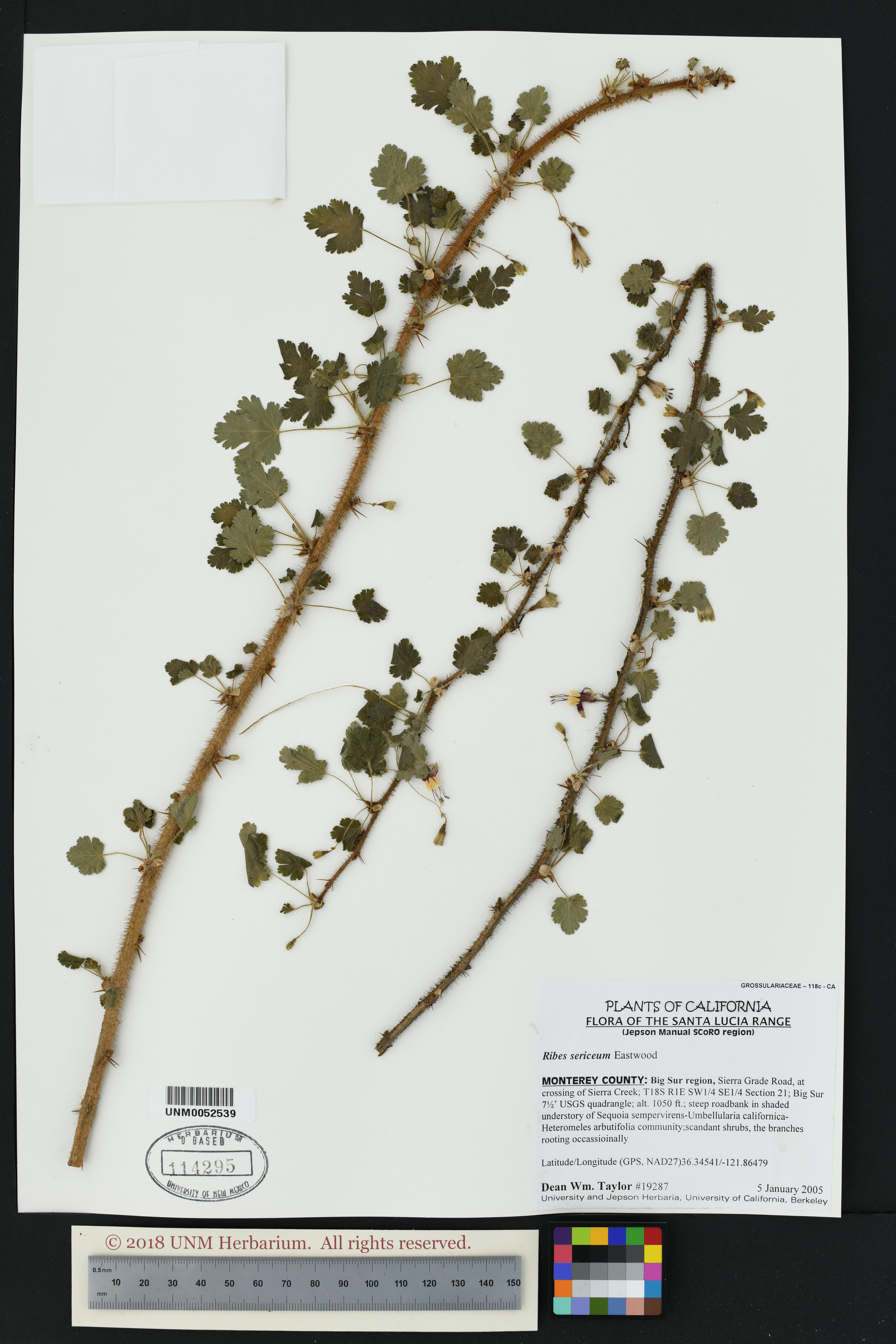 Image of Ribes sericeum