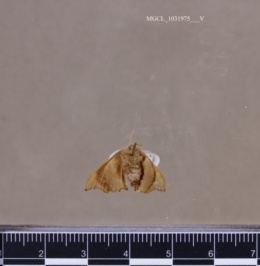 Lacosoma chiridota image
