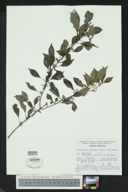 Image of Hoffmannia mexicana