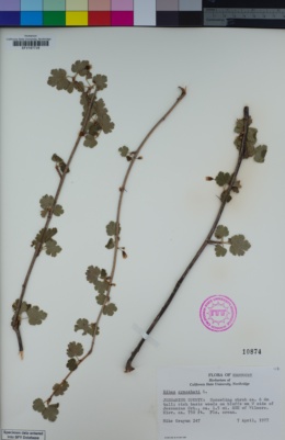 Image of Ribes cynosbati