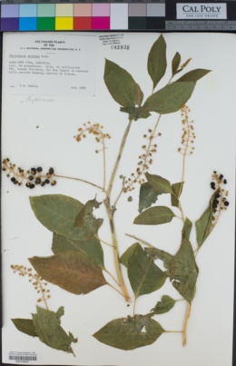Image of Phytolacca acinosa