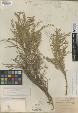 Astragalus madrensis image
