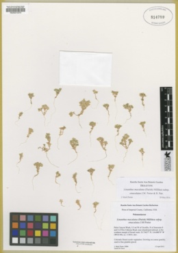 Linanthus maculatus image