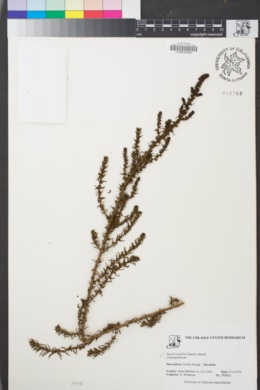Image of Suaeda taxifolia