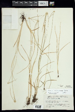 Cyperus michoacanensis image