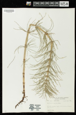 Equisetum telmateia subsp. telmateia image