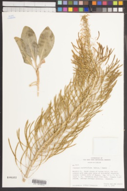 Stanleya confertiflora image