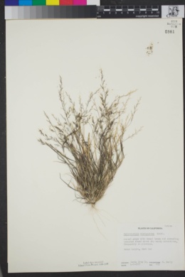 Muhlenbergia microsperma image