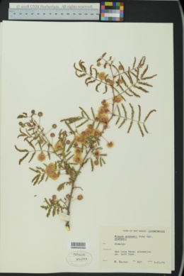 Mimosa grahamii image