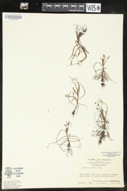 Image of Drosera indica