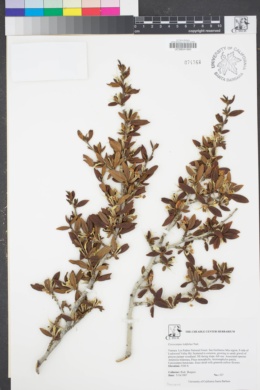 Image of Cercocarpus ledifolius