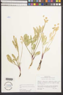 Lomatium triternatum var. anomalum image
