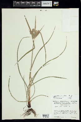 Cyperus ciliatus image
