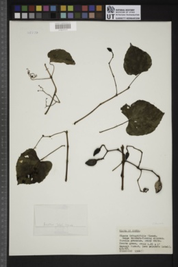Image of Cissus integrifolia