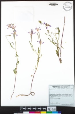 Clarkia biloba subsp. biloba image