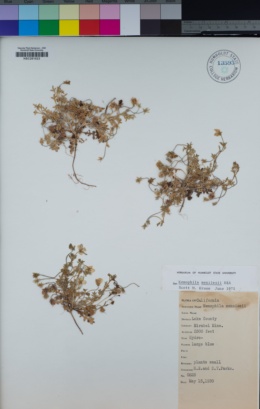 Nemophila menziesii image