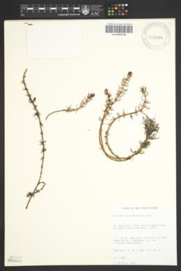 Image of Myriophyllum propinquum