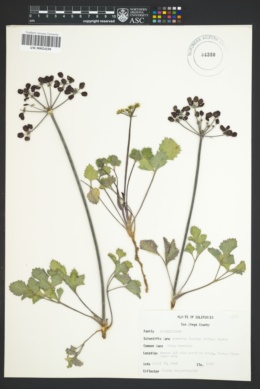 Image of Lomatium lucidum