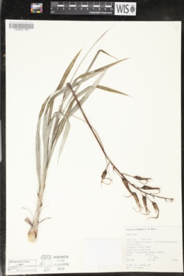 Pitcairnia colimensis image