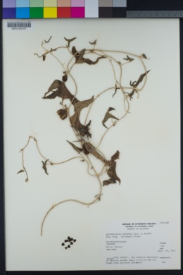 Aristolochia watsonii image