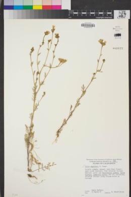 Image of Gilia angelensis