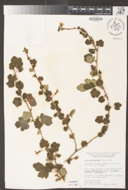 Ribes thacherianum image