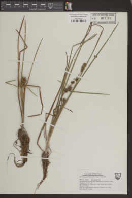 Sparganium erectum subsp. stoloniferum image