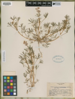 Lupinus quercetorum image