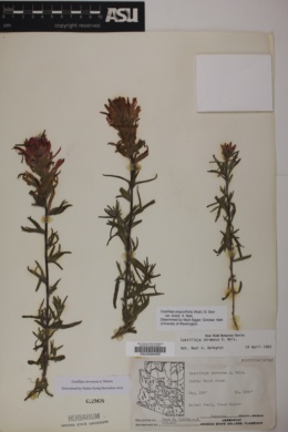 Castilleja applegatei ssp. martinii image