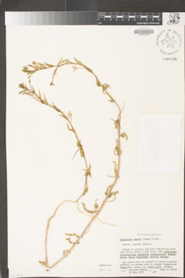 Camissoniopsis ignota image