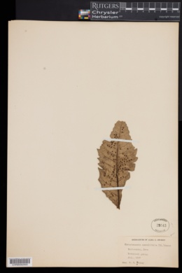 Image of Christensenia aesculifolia