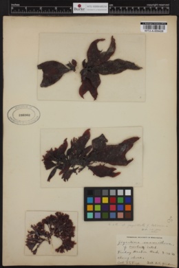 Gigartina papillata f. latissima image